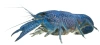 Рак Флоридский голубой, синий (Procambarus alleni)