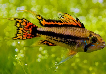 Цихлида Апистограмма Какаду (apistogramma-cacatuoides)