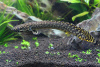 Полиптерус Орнатипиннис (Polypterus ornatipinnis) 15-16 см