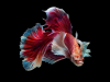 Петушок Халфмун Дамбо красный самец (betta-dumbo-red-male))