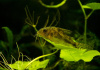Коридорас крапчатый сом (Corydoras paleatus)