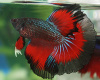 Петушок Халф Мун дракон красно-черная  бабочка самец( betta male red devil tail)