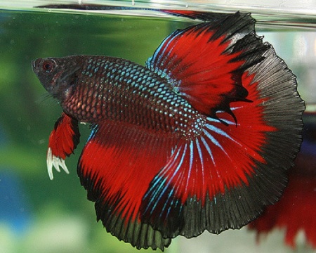 Петушок Халф Мун дракон красно-черная  бабочка самец( betta male red devil tail)