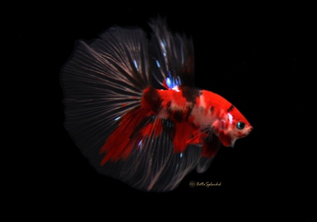 Петушок Халф Мун кои самец (Betta male Halfmoo koi Tail)
