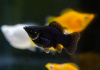 Моллинезия черная баллон (Poecilia sphenops black Molly balloon)