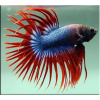 Петушок Коронохвостый сине-красный самец (Betta Fish Male Blue-red krown-tail)