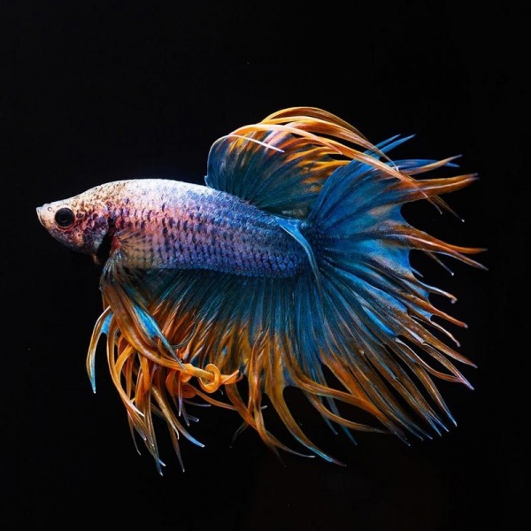 Петушок Коронохвостый пурпурно оранжевый самец (Betta Fish Male Purple crown-tail)