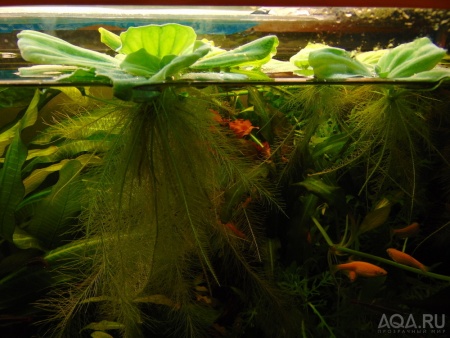 Пистия (Pistia stratiotes) 3см