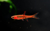 Микрорасбора светлячок (Boraras urophtalmodies)