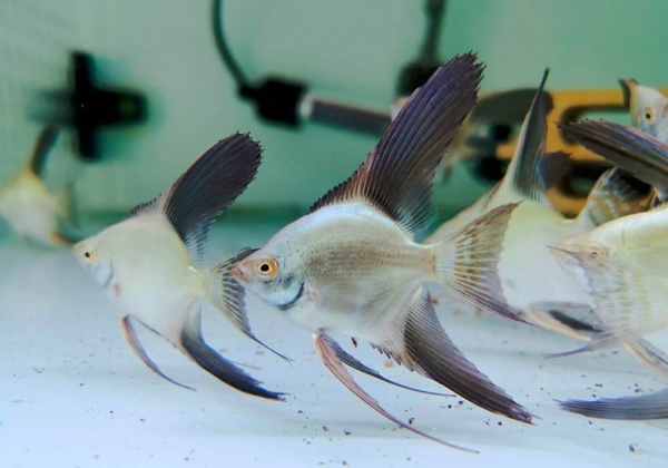 Скалярия жемчужина болгарии (Pterophyllum bulgarian green)