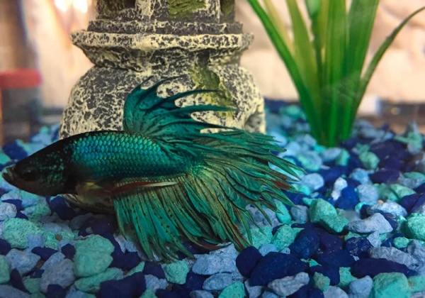 Петушок Коронохвостый зеленый самец (Betta-splendens-crown-tail-green)