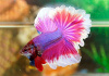 Петушок Халф Мун саламандра самец (Betta male Halfmoon salamandra)