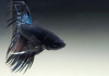 Петушок Коронохвостый черная орхидея самец (Betta-male-crown-tail-black-Orchid)