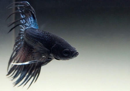 Петушок Коронохвостый черная орхидея самец (Betta-male-crown-tail-black-Orchid)