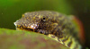 Гастромизон Пунктулатус псевдоскат , (Gastromyzon punctulatus)