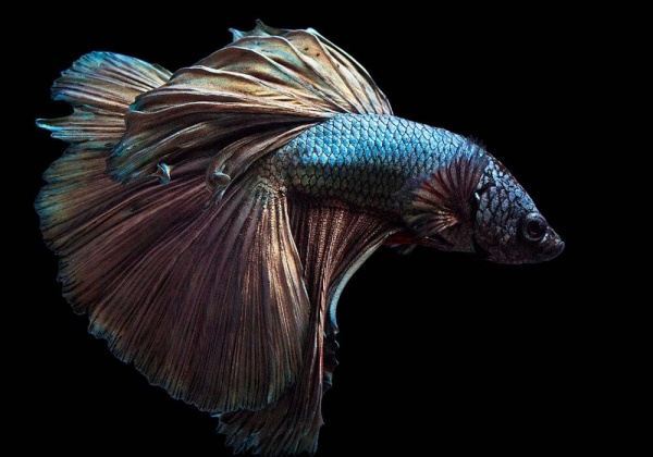 Петушок Халф Мун медный самец (Betta male Halfmoon Copper)