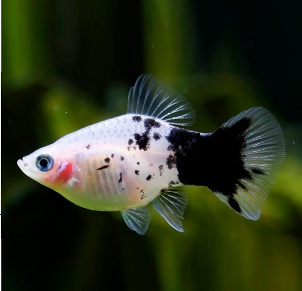 Пецилия панда (Xiphophorus maculatus panda Platy)