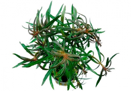 Эустералис стеллатаус или Эустералис звездчатый (Eusteralis stellata)