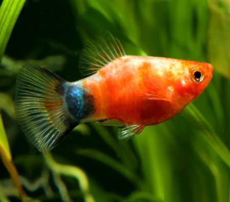 Пецилия красное сердце (Xiphophorus maculatus Bleeding Heart Platy)