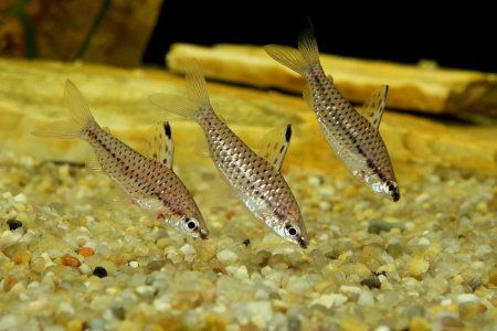 Хилодус Пятнистый  (Chilodus punctatus)  3,5-4 см