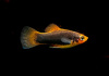Пецилия красный смокинг (Xiphophorus maculatus toxedo red Platy)