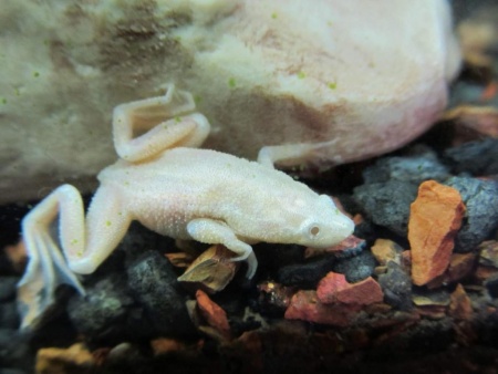 Лягушка карликовая гименохирус бетгери белая  (Hymenochirus boettgeri)
