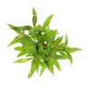 Гигрофила "Лимонник"  (Hygrophila corymbosa)