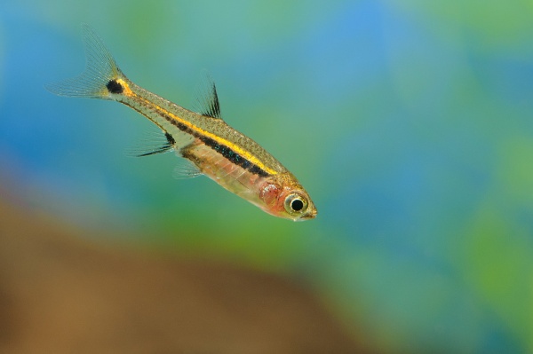 Микрорасбора светлячок (Boraras urophtalmodies)