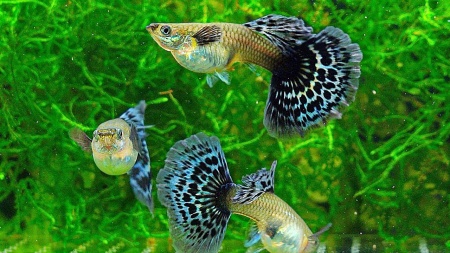 Гуппи халфмун дамбо (Guppy Half Moon dambo) самка