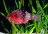 Барбус черный (Barbus nigrofasciatus)
