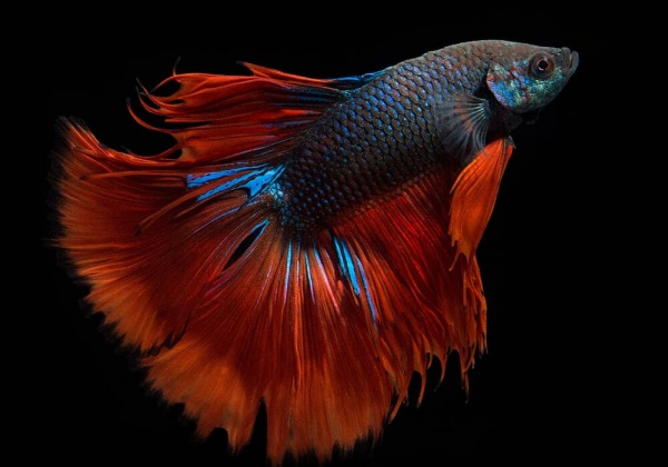 Петушок Халф Мун двухвостый красно-синий самец (Betta male Halfmoo Double Tail)
