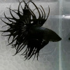 Петушок Коронохвостый черный дым самец (Betta Fish BLACK ORCHID CROWNTAIL)