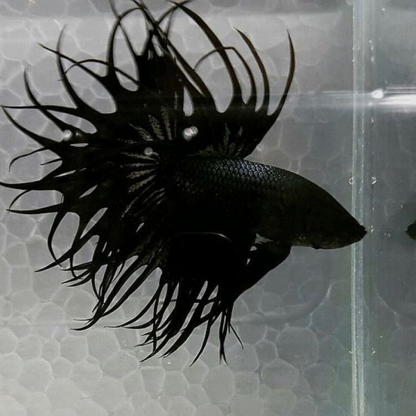 Петушок Коронохвостый черный дым самец (Betta Fish BLACK ORCHID CROWNTAIL)