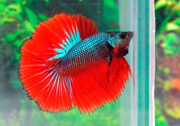 Петушок Халф Мун зеленый дракон самец (Betta splendens Halfmoon green dragon)