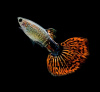 Гуппи Гвоздика (Poecilia Reticulata)