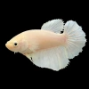 Петушок самка (курочка) Супер Дельта Белая (Betta fish female ) 3-3,5 см
