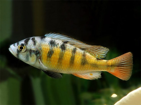 Цихлида Хаплохромис Брауна (Haplochromis brownae) 4-5см