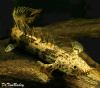 Полиптерус Эндлихера (Polypterus endlicheri) 5-7 см