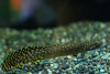 Полиптерус Орнатипиннис (Polypterus ornatipinnis) 15-16 см