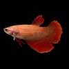 Петушок Халф Мун Самка (курочка) Красная (Betta splendens halfmoon FEMALE