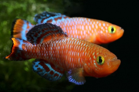 Нотобранхиус Рахова (Nothobranchius rachovii) Пара (м+ж) 2 шт.