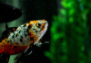 Золотая рыбка Шубункин ситцевый( Goldfish Shubunkin calico)