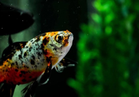 Золотая рыбка Шубункин ситцевый( Goldfish Shubunkin calico)