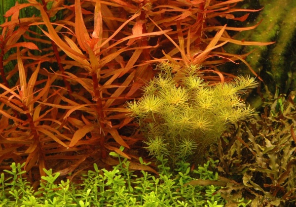 Аммания Изящная Грацилис (Ammania gracilis)