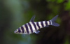 Лепорин Аффинис (Leporinus affinis) 4-5 см 