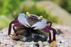 Краб "голубой агат "Vampire crab "Purple Haze" - Geosesarma spec.