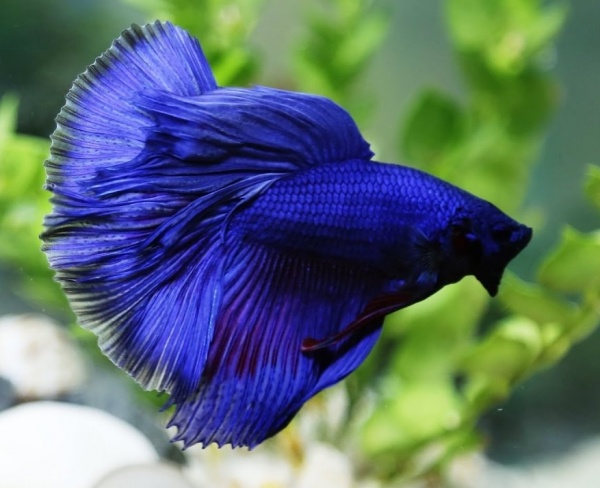 Петушок Халф Мун черно-синий призрак самец (betta splendens halfmoon black blue ghost)