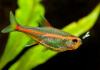 Тетра светлячок Эритрозонус (Hemigrammus Erythrosonus)
