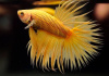 Петушок Коронохвостый ананасовый самец (Betta-splendens-crown-tail-Pineapple)