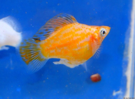 Моллинезия золотой баллон (Poecilia sphenops Golld Molly balloon)